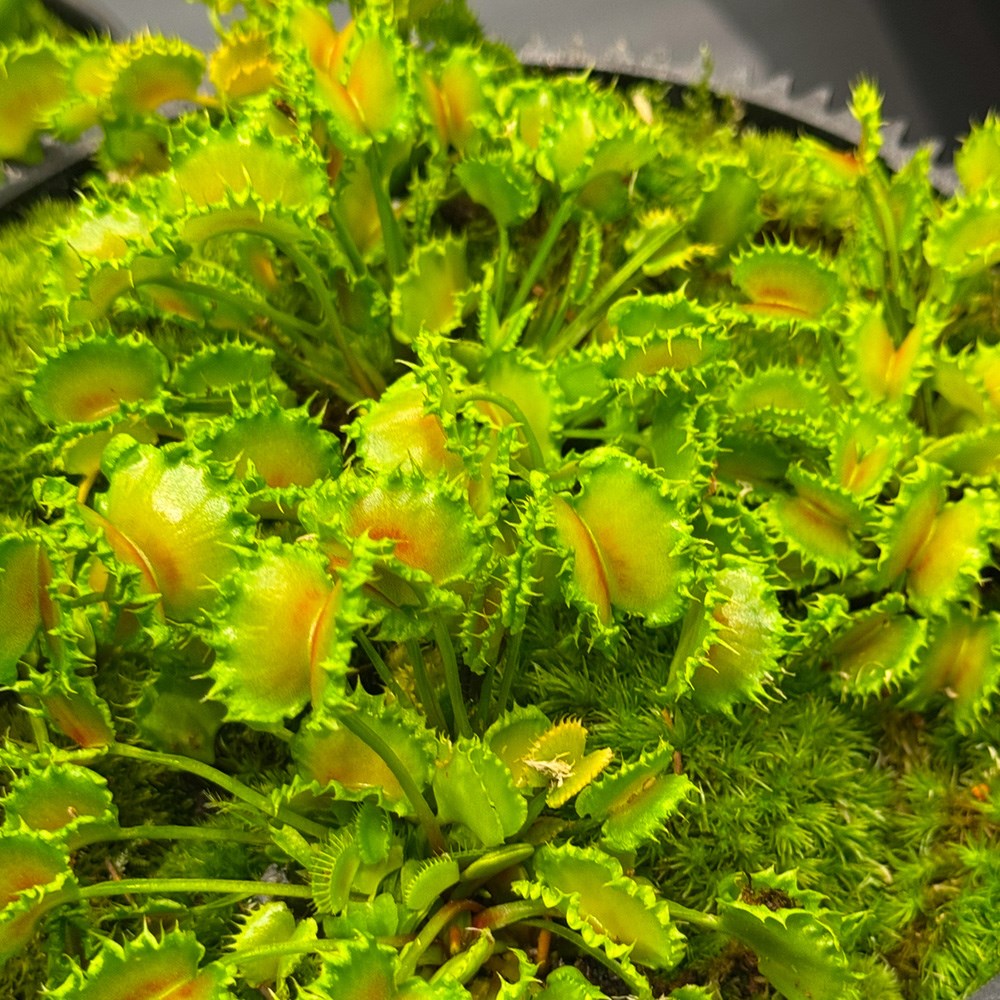 <i>Dionaea muscipula</i> 'Zipp'