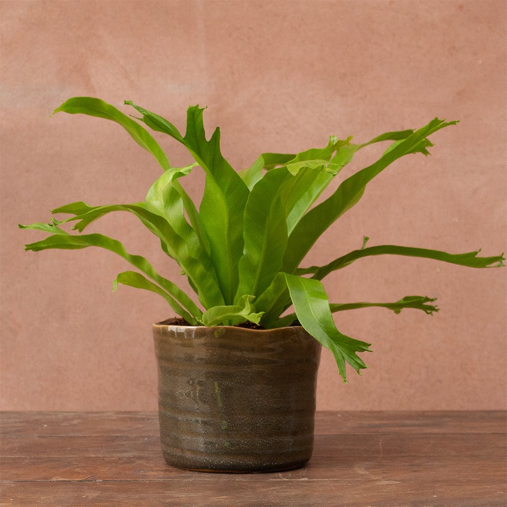<i>Asplenium antiquum</i> 'Crissie'
