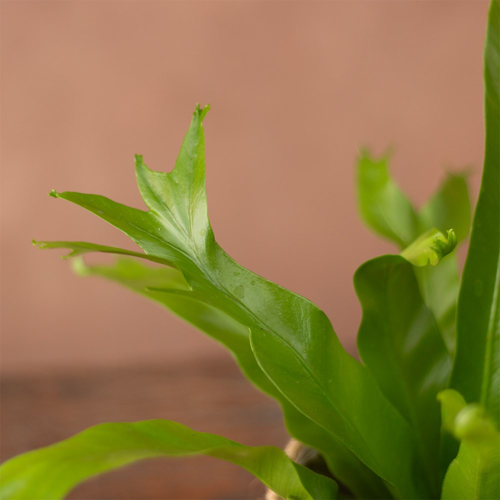 <i>Asplenium antiquum</i> 'Crissie'