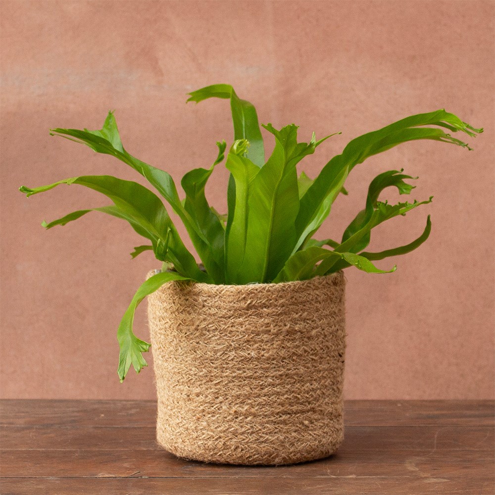 <i>Asplenium antiquum</i> 'Crissie'