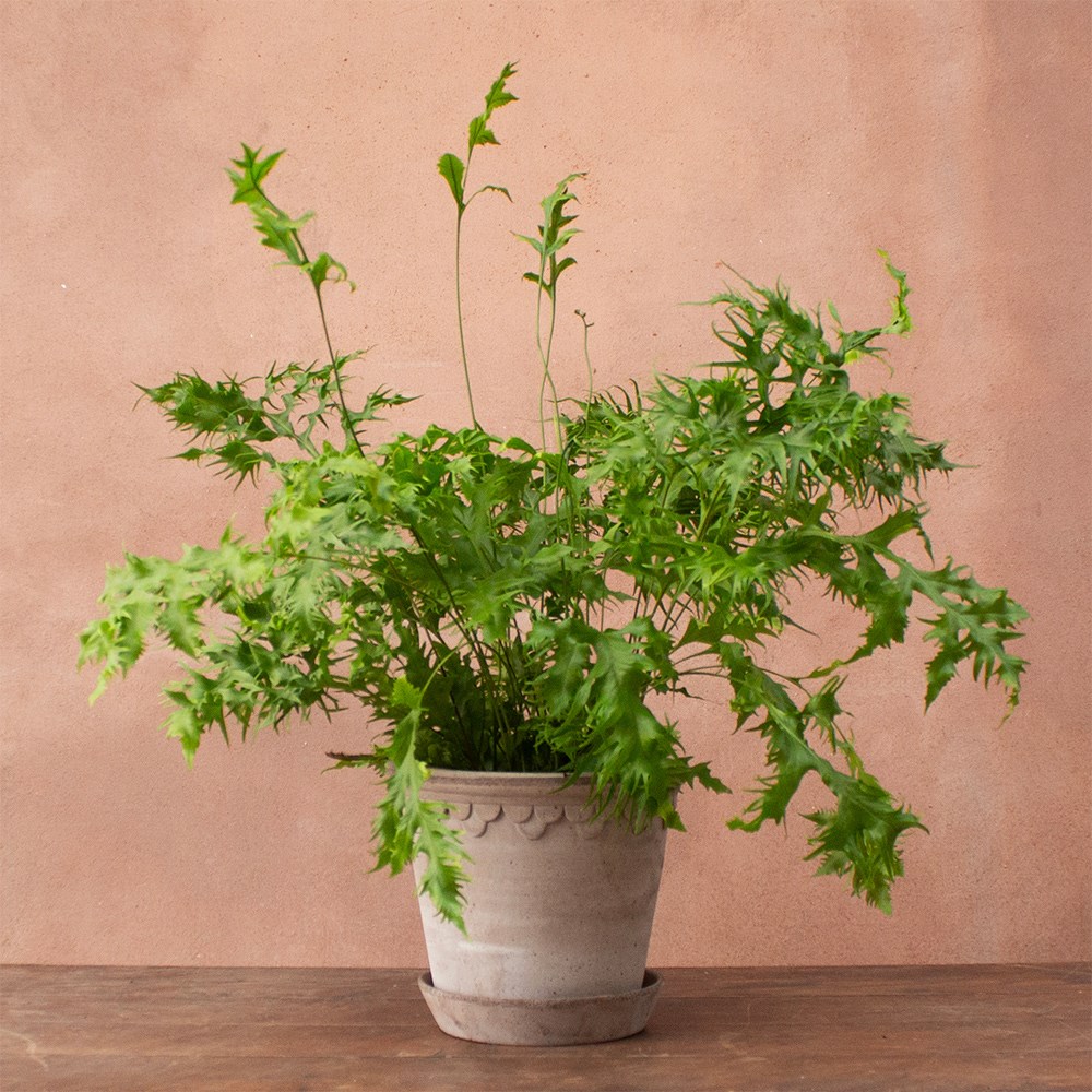 <i>Asplenium</i> 'Hawaiian Sunshine'