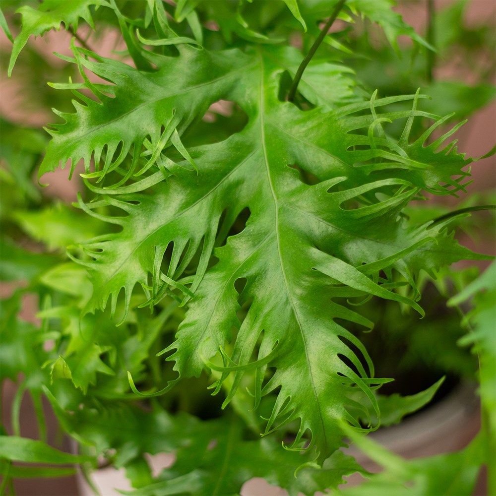<i>Asplenium</i> 'Hawaiian Sunshine'