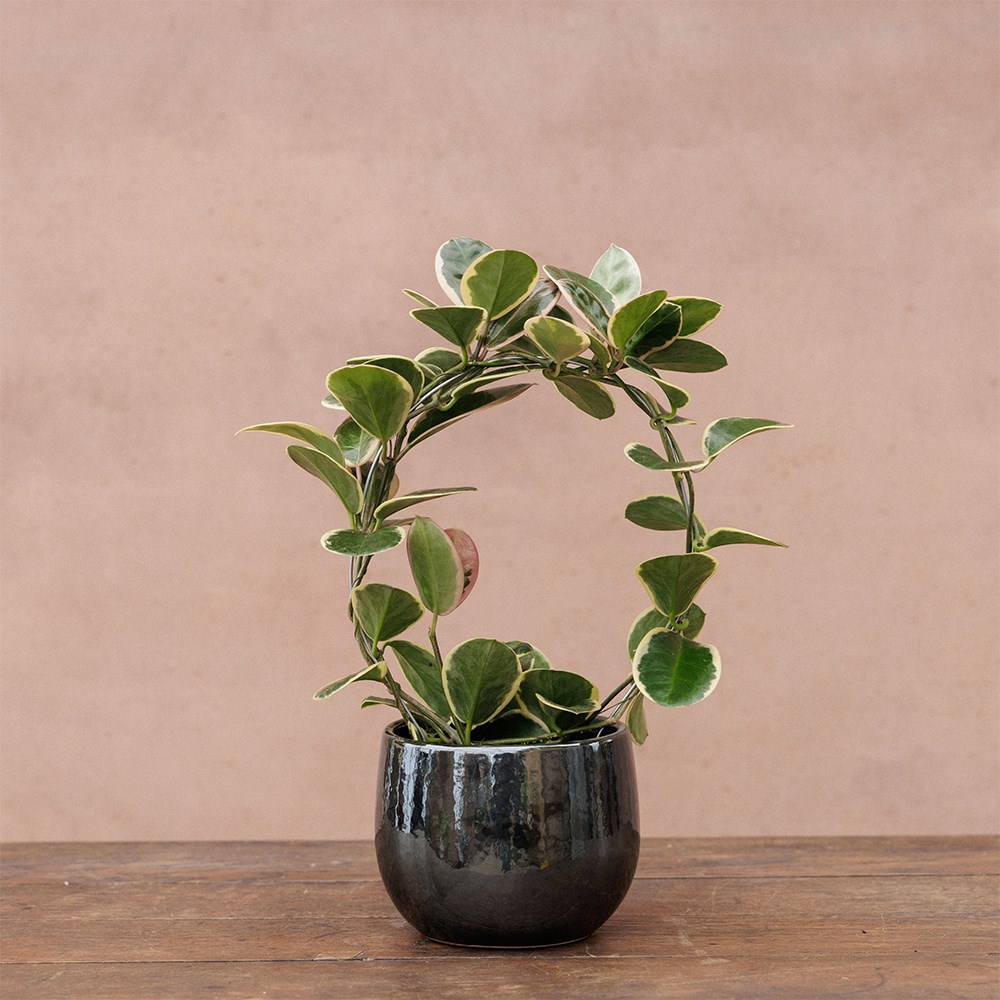 <i>Hoya</i> 'Blondie'