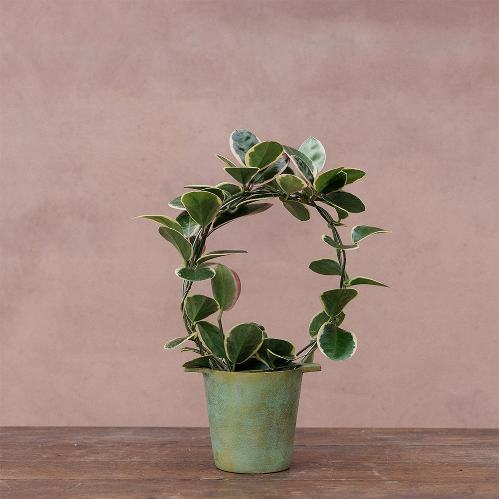 <i>Hoya</i> 'Blondie'