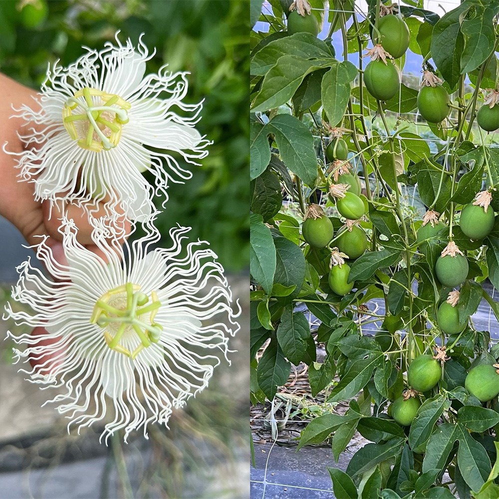 <i>Passiflora</i> 'Cool Tropics Snowstar'