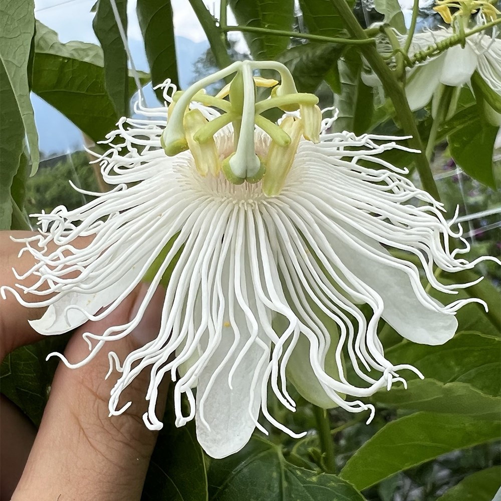 <i>Passiflora</i> 'Cool Tropics Snowstar'