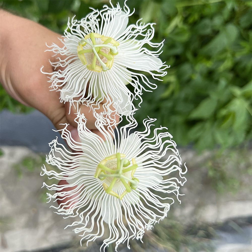 <i>Passiflora</i> 'Cool Tropics Snowstar'