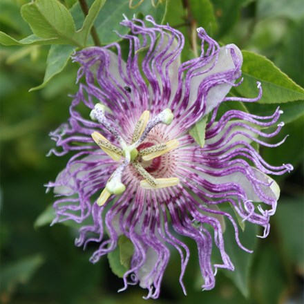 Passiflora Cool Tropics Eia Popeia