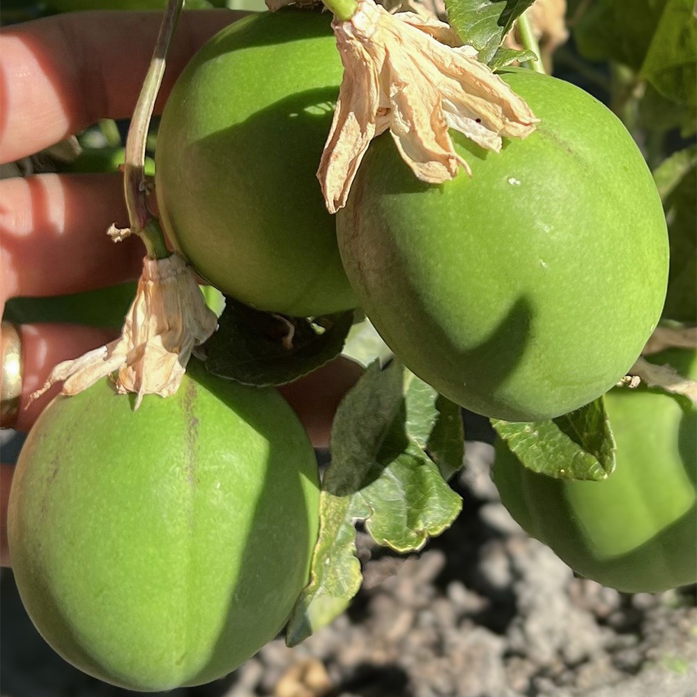 <i>Passiflora</i> 'Cool Tropics Eia Popeia'