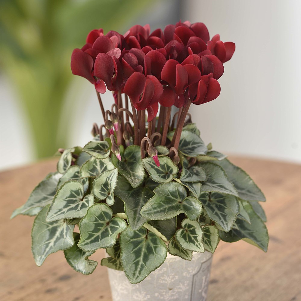 <i>Cyclamen persicum</i> 'Tuxedo'
