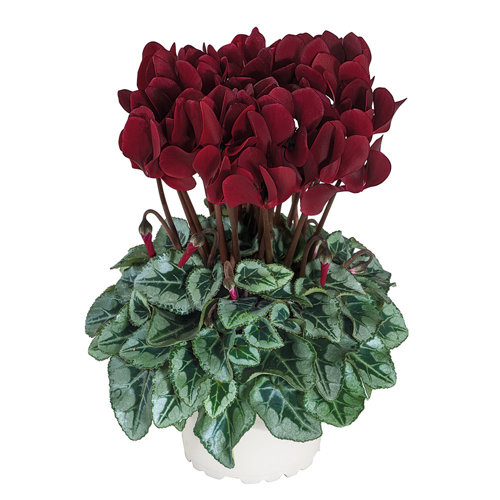 <i>Cyclamen persicum</i> 'Tuxedo'