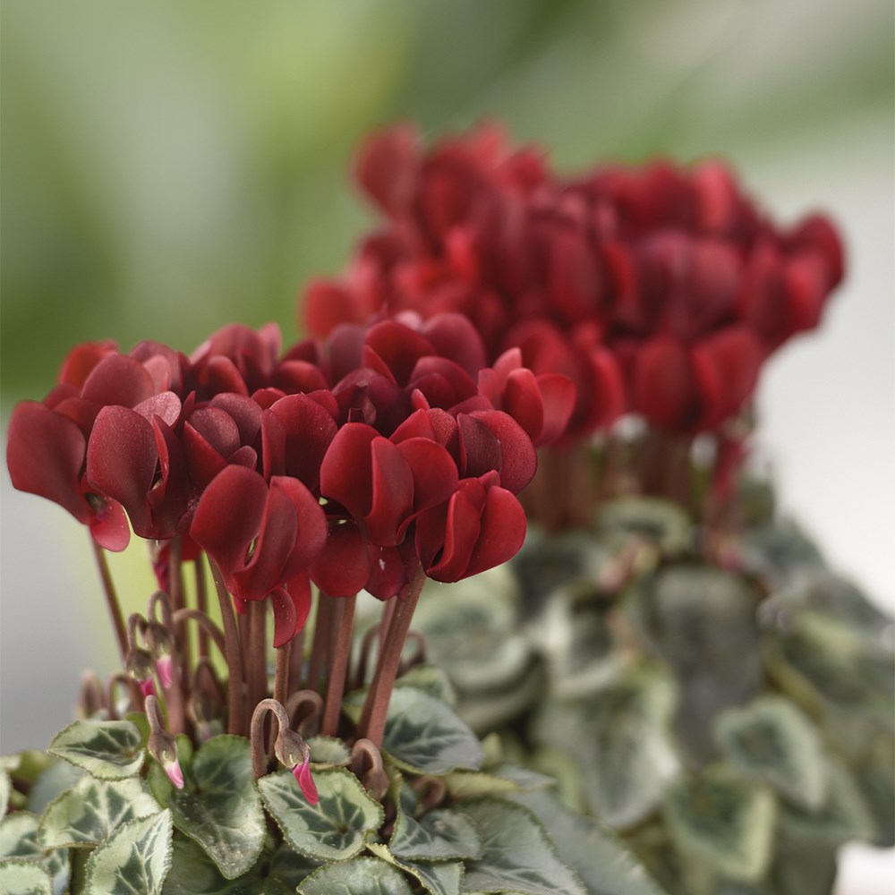 <i>Cyclamen persicum</i> 'Tuxedo'