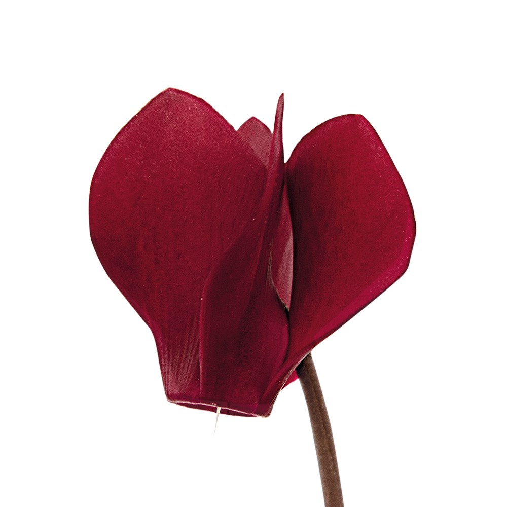 <i>Cyclamen persicum</i> 'Tuxedo'