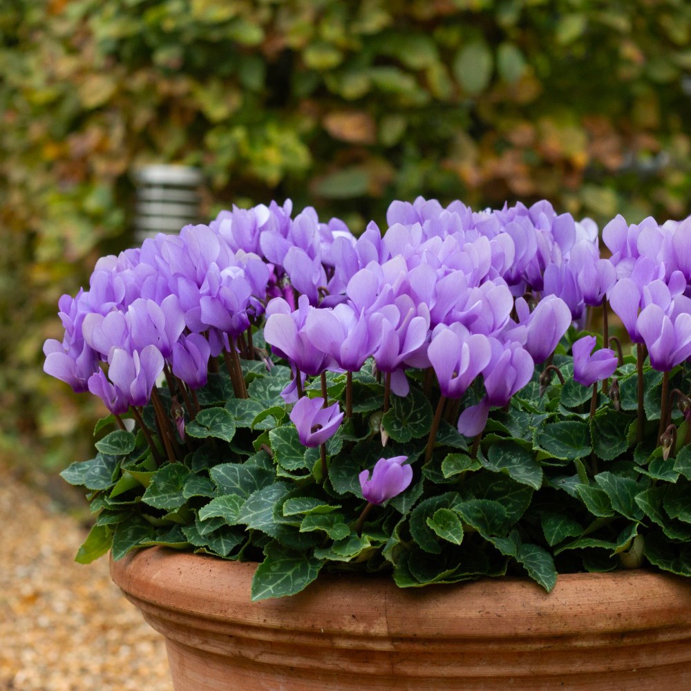 <i>Cyclamen persicum</i> 'Dragon Blue'
