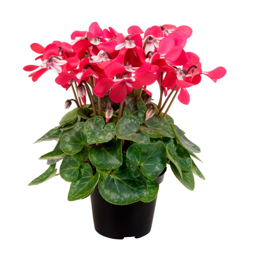 <i>Cyclamen persicum</i> 'Djix Red'