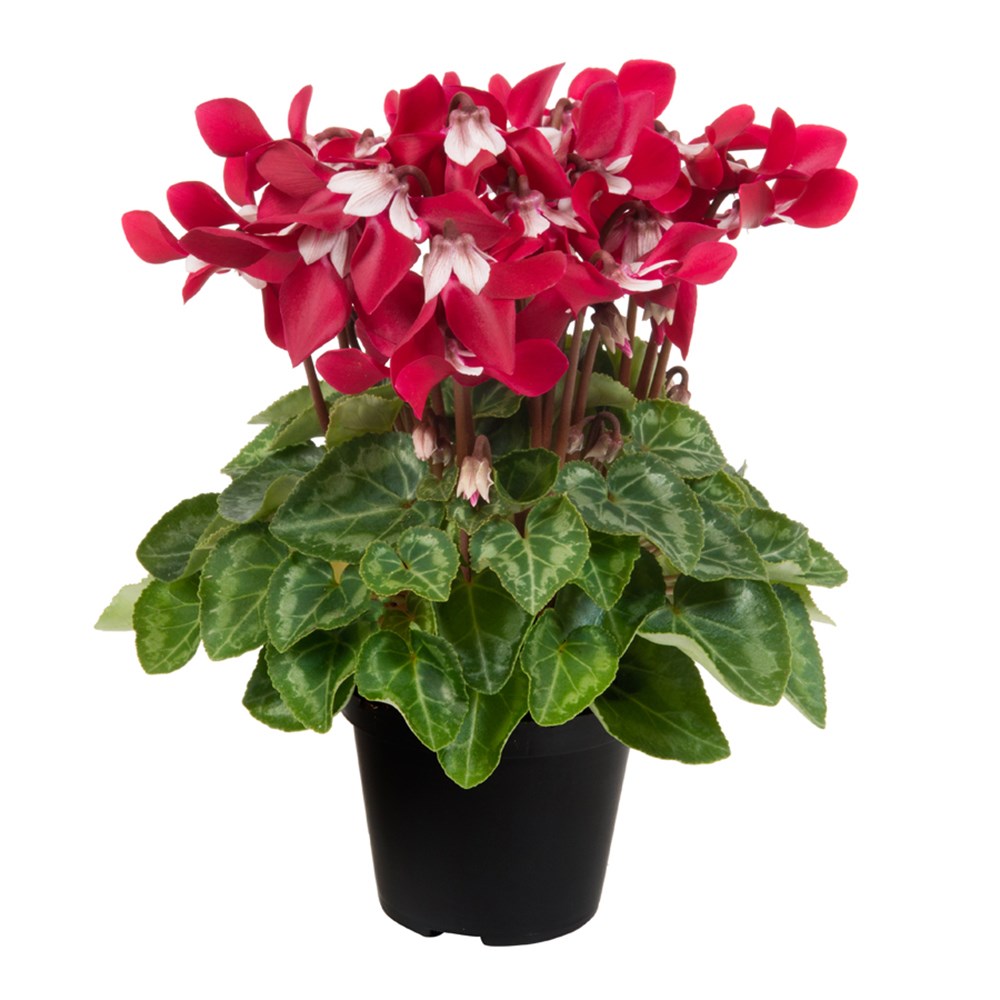 <i>Cyclamen persicum</i> 'Djix Wine Red'