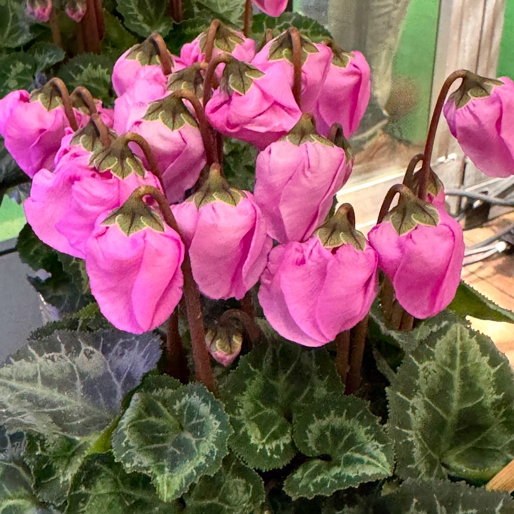 <i>Cyclamen persicum</i> 'Wind Bell'