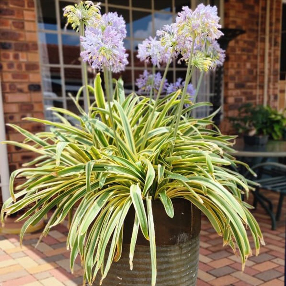 <i>Agapanthus praecox</i> subsp. <i>orientalis</i> <b class=small-caps>Zambezi</b> ('Kek5006')