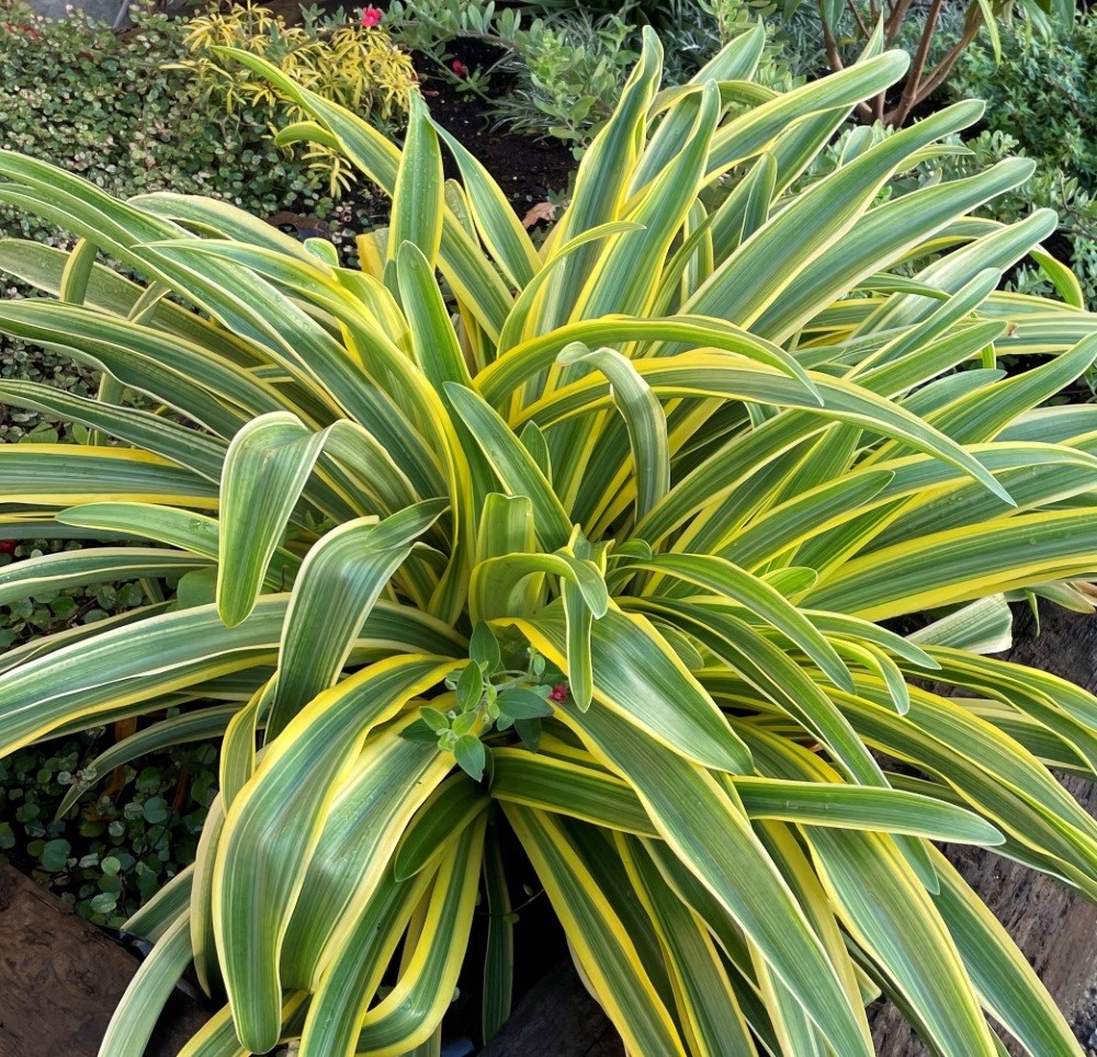 <i>Agapanthus praecox</i> subsp. <i>orientalis</i> <b class=small-caps>Zambezi</b> ('Kek5006')