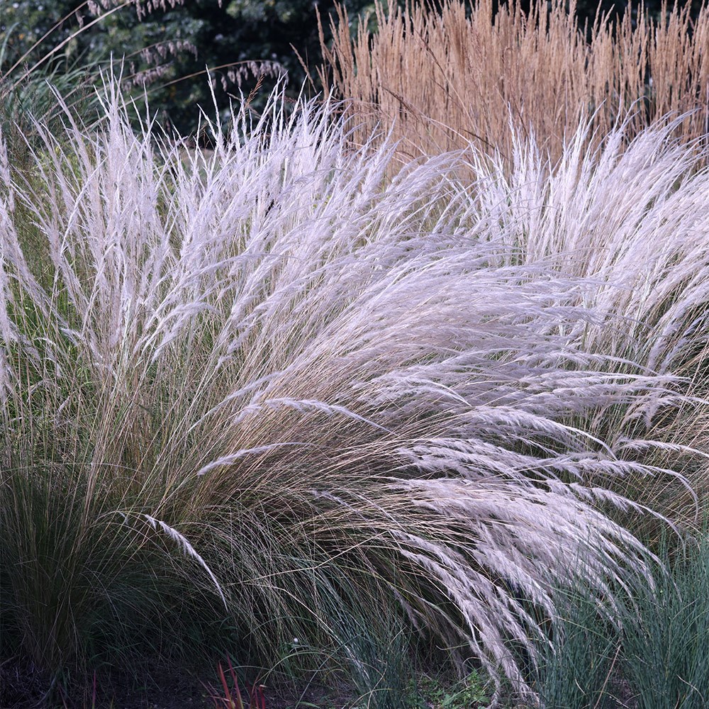 <i>Stipa ichu</i> 