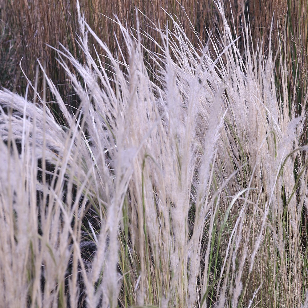 <i>Stipa ichu</i> 