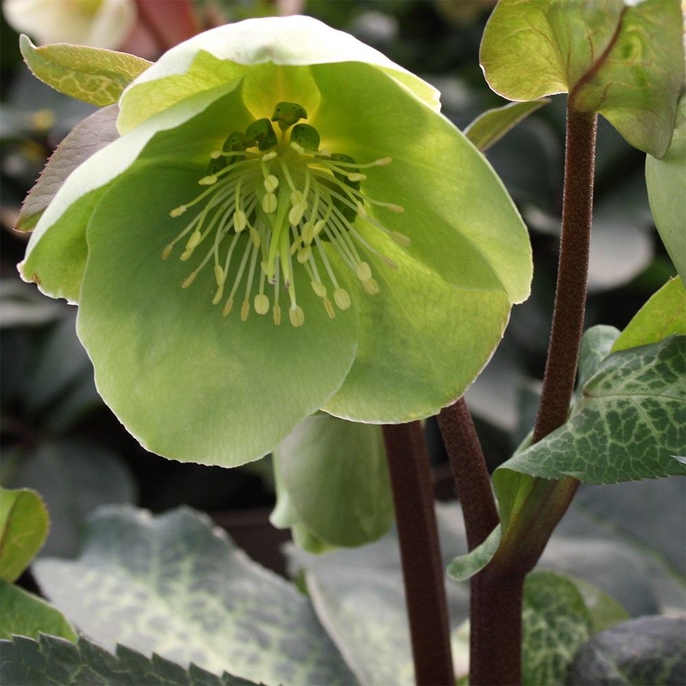 <i>Helleborus</i> (Rodney Davey Marbled Group) <b class=small-caps>Illumi Lime</b> ('Epb 24') (PBR)