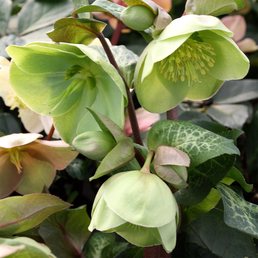 <i>Helleborus</i> (Rodney Davey Marbled Group) <b class=small-caps>Illumi Lime</b> ('Epb 24') (PBR)