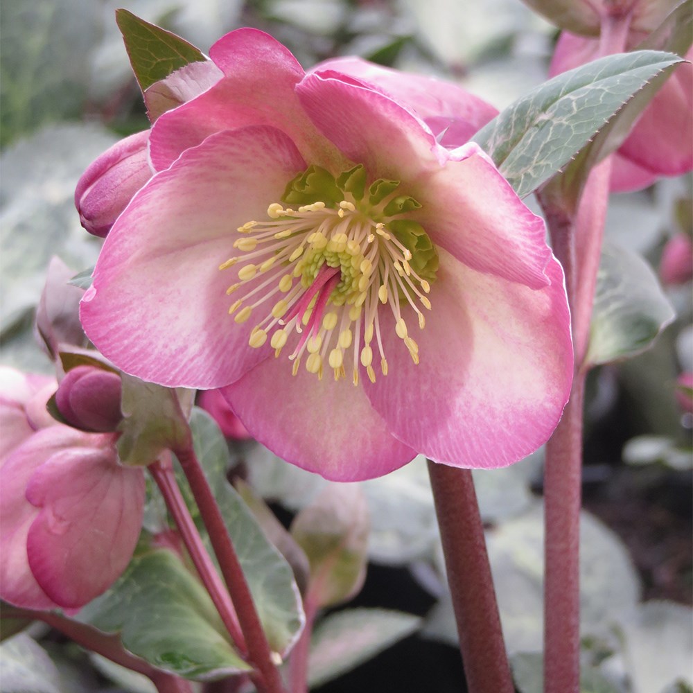<i>Helleborus</i> (Rodney Davey Marbled Group) <b class=small-caps>Dorothy's Dawn</b> ('Epb 29') (PBR)