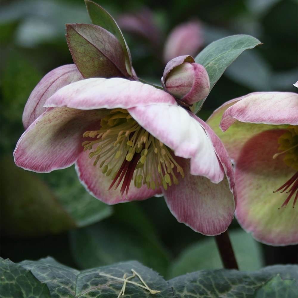 <i>Helleborus</i> (Rodney Davey Marbled Group) <b class=small-caps>Bayli's Blush</b> ('Rd06') (PBR)