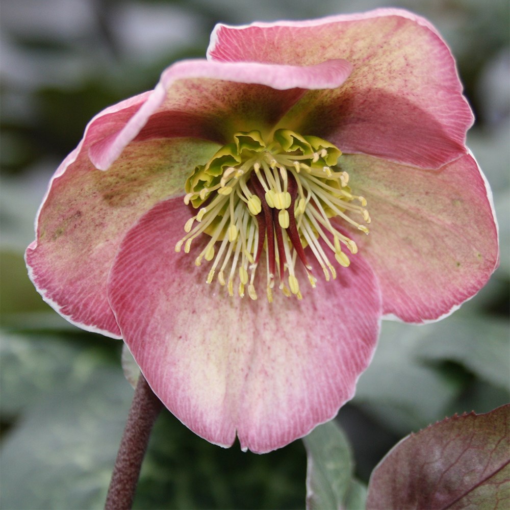 <i>Helleborus</i> (Rodney Davey Marbled Group) <b class=small-caps>Bayli's Blush</b> ('Rd06') (PBR)