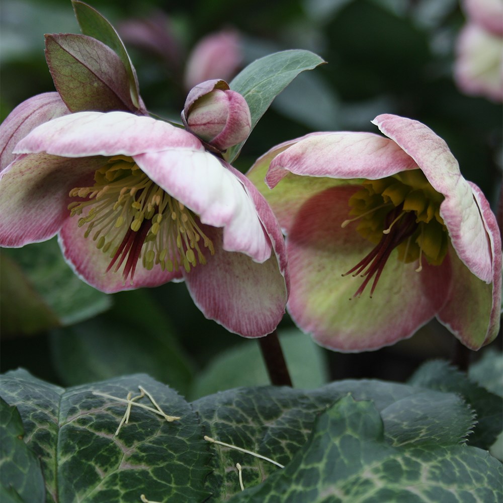 <i>Helleborus</i> (Rodney Davey Marbled Group) <b class=small-caps>Bayli's Blush</b> ('Rd06') (PBR)