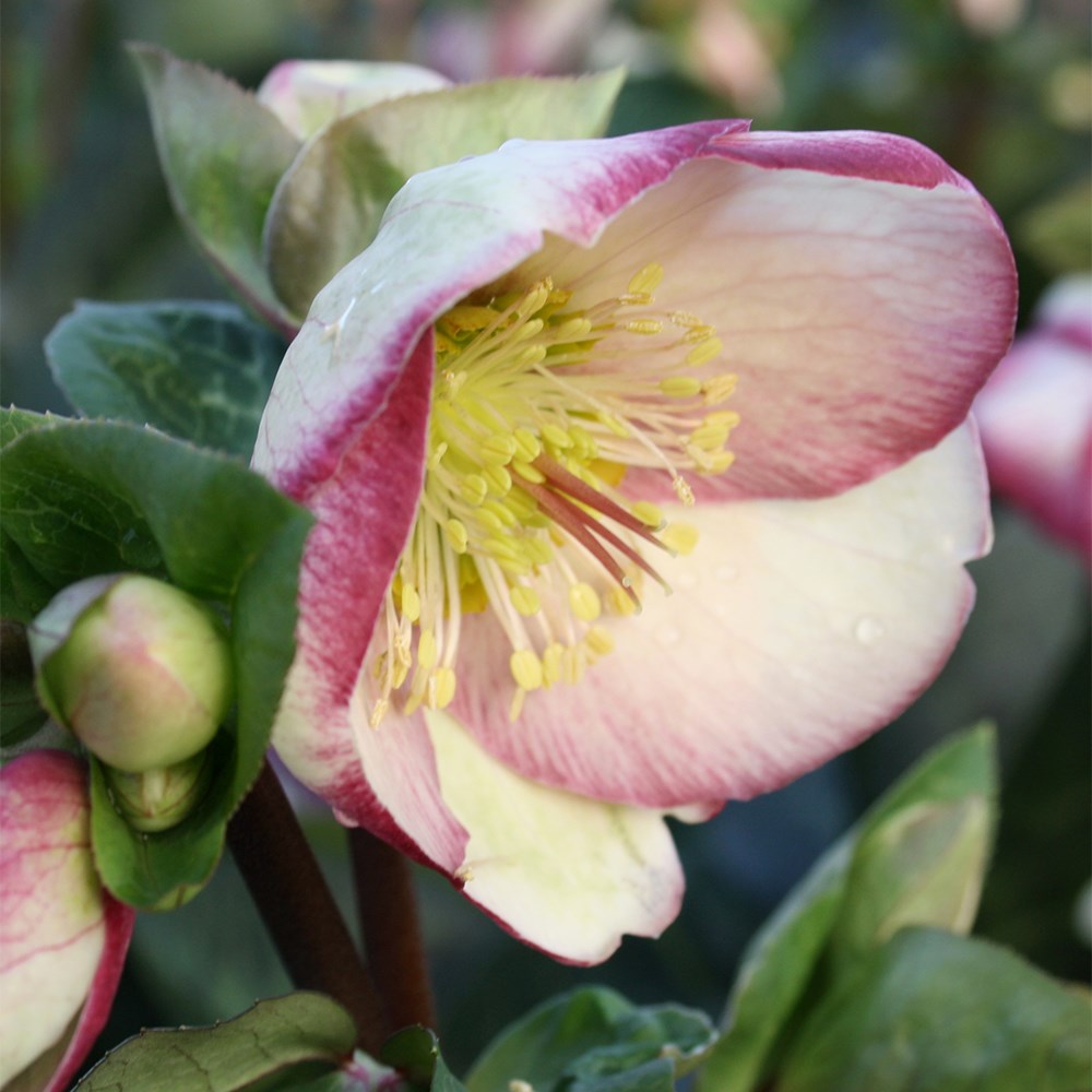 <i>Helleborus</i> (Rodney Davey Marbled Group) <b class=small-caps> Glenda's Gloss</b> ('Epb 25') (PBR) 