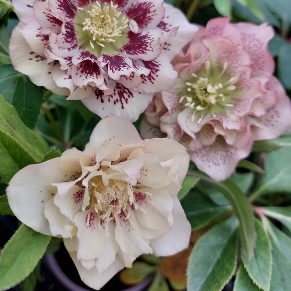 <i>Helleborus</i> × <i>hybridus</i> 'Double Ellen Peach'