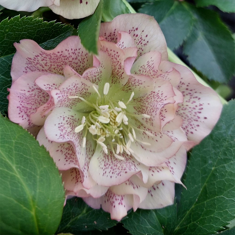 <i>Helleborus</i> × <i>hybridus</i> 'Double Ellen Peach'