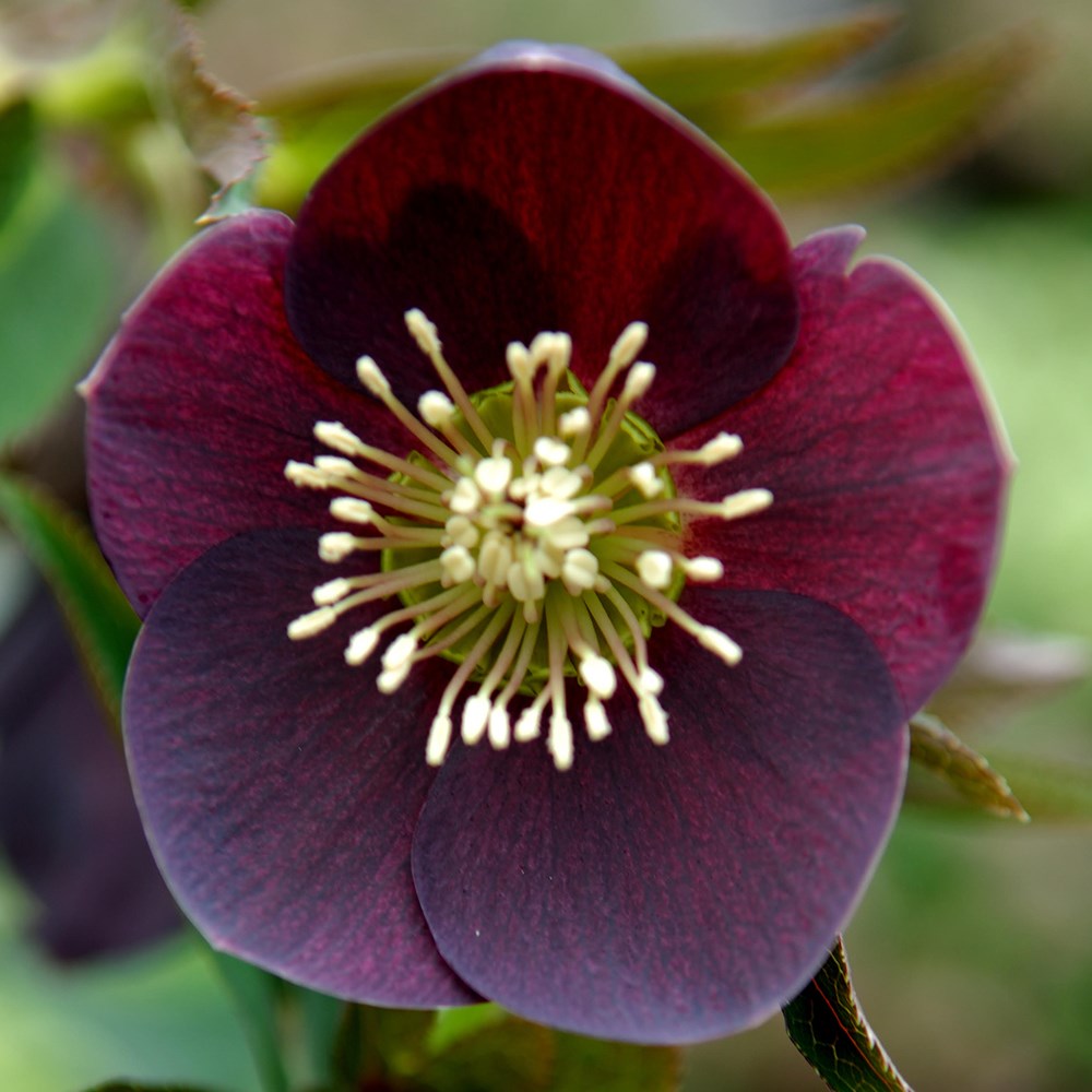 <i>Helleborus</i> × <i>hybridus</i> 'Pretty Ellen Purple'
