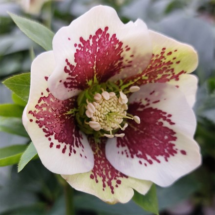 <i>Helleborus</i> × <i>hybridus</i> 'Pretty Ellen White Spotted'