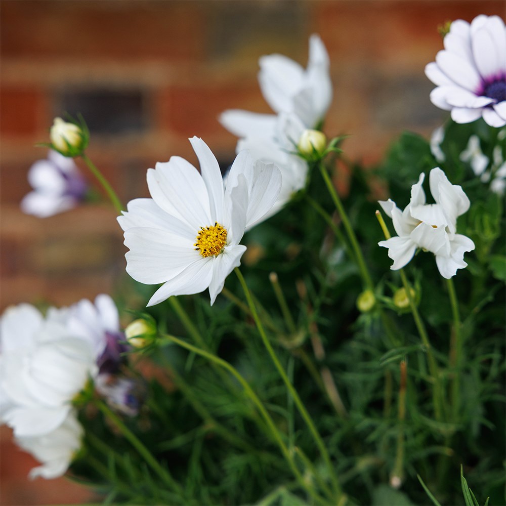 The debutante - Easyplanter for hanging baskets & patio pots