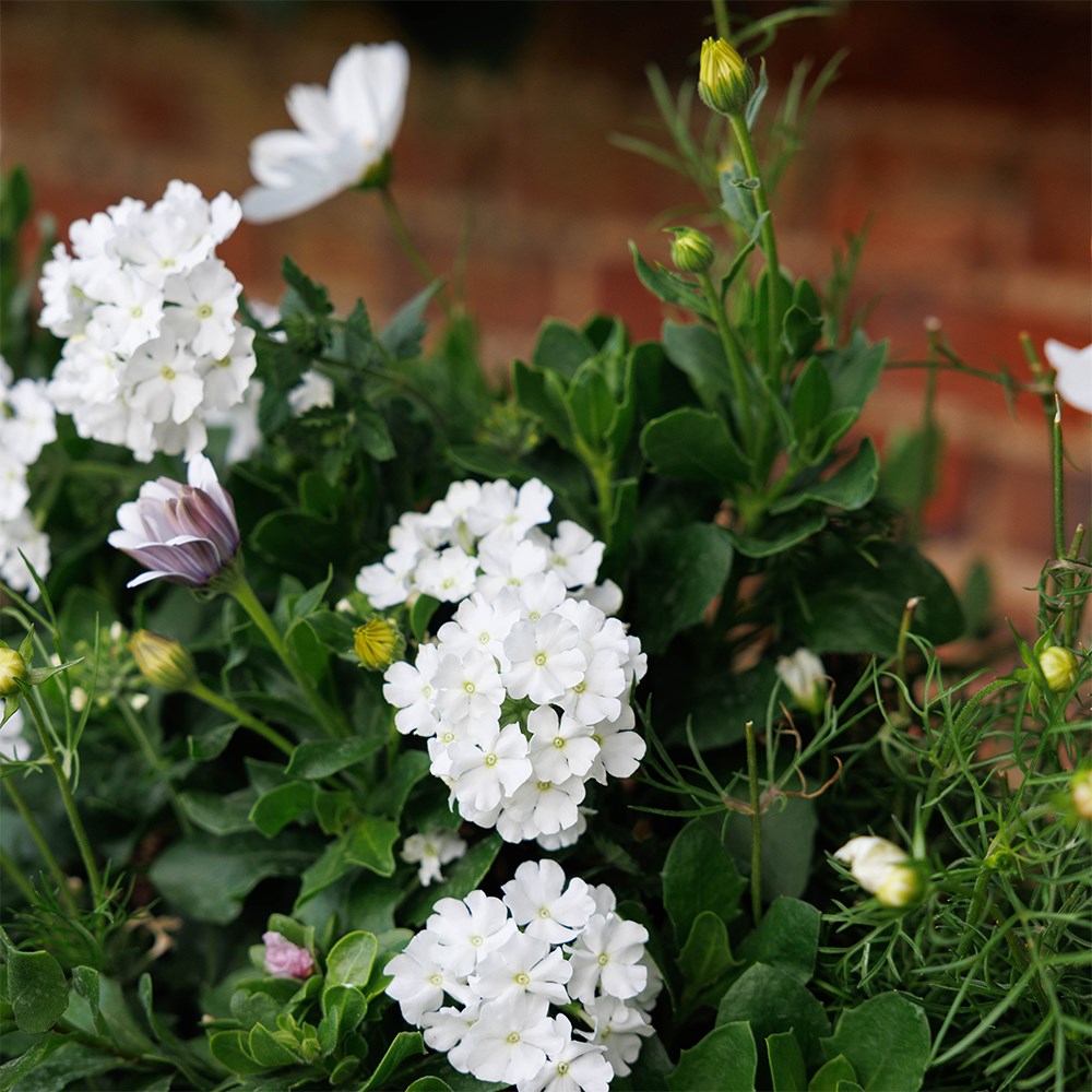 The debutante - Easyplanter for hanging baskets & patio pots