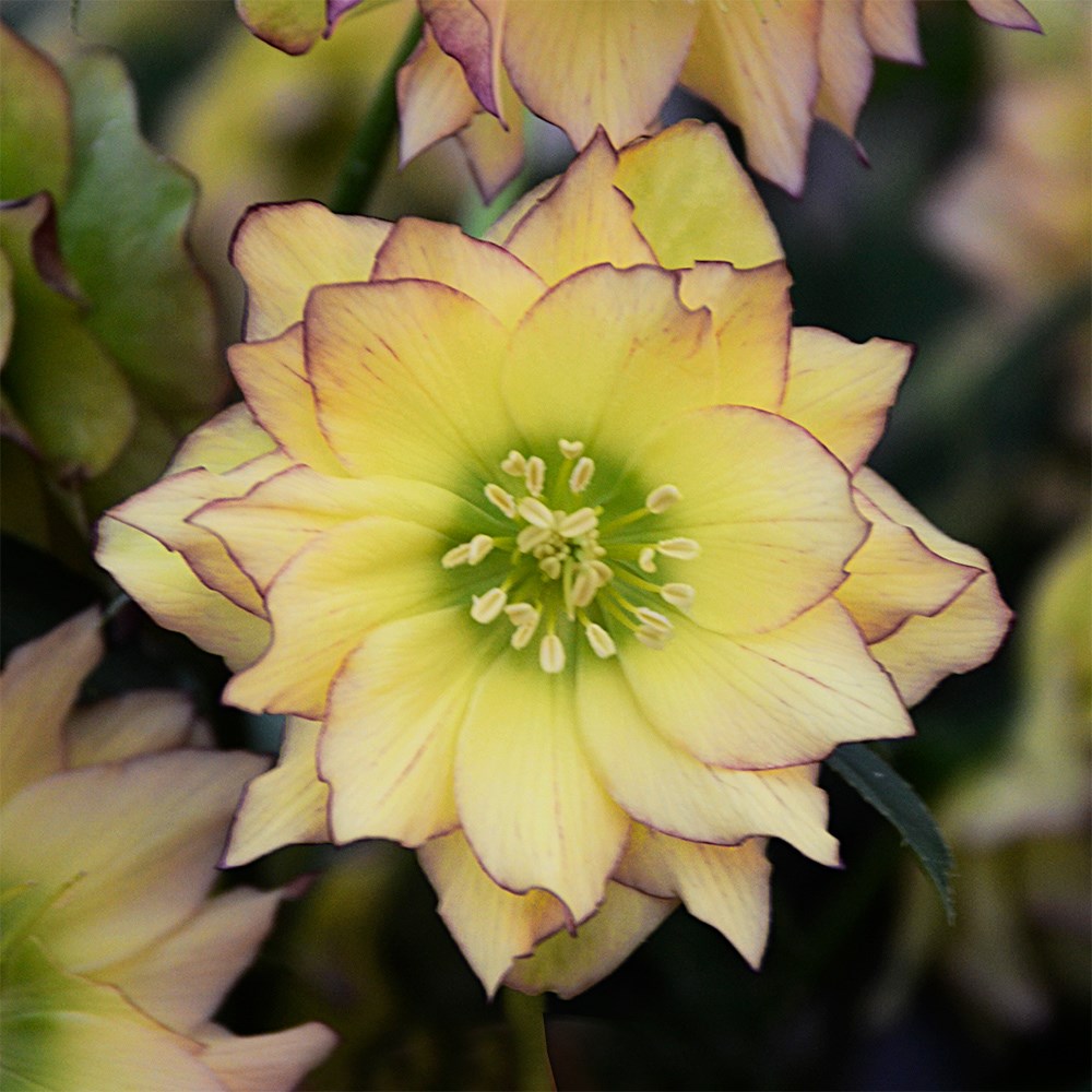 <i>Helleborus</i> × <i>hybridus</i> 'First Dance' (Wedding Party Series)