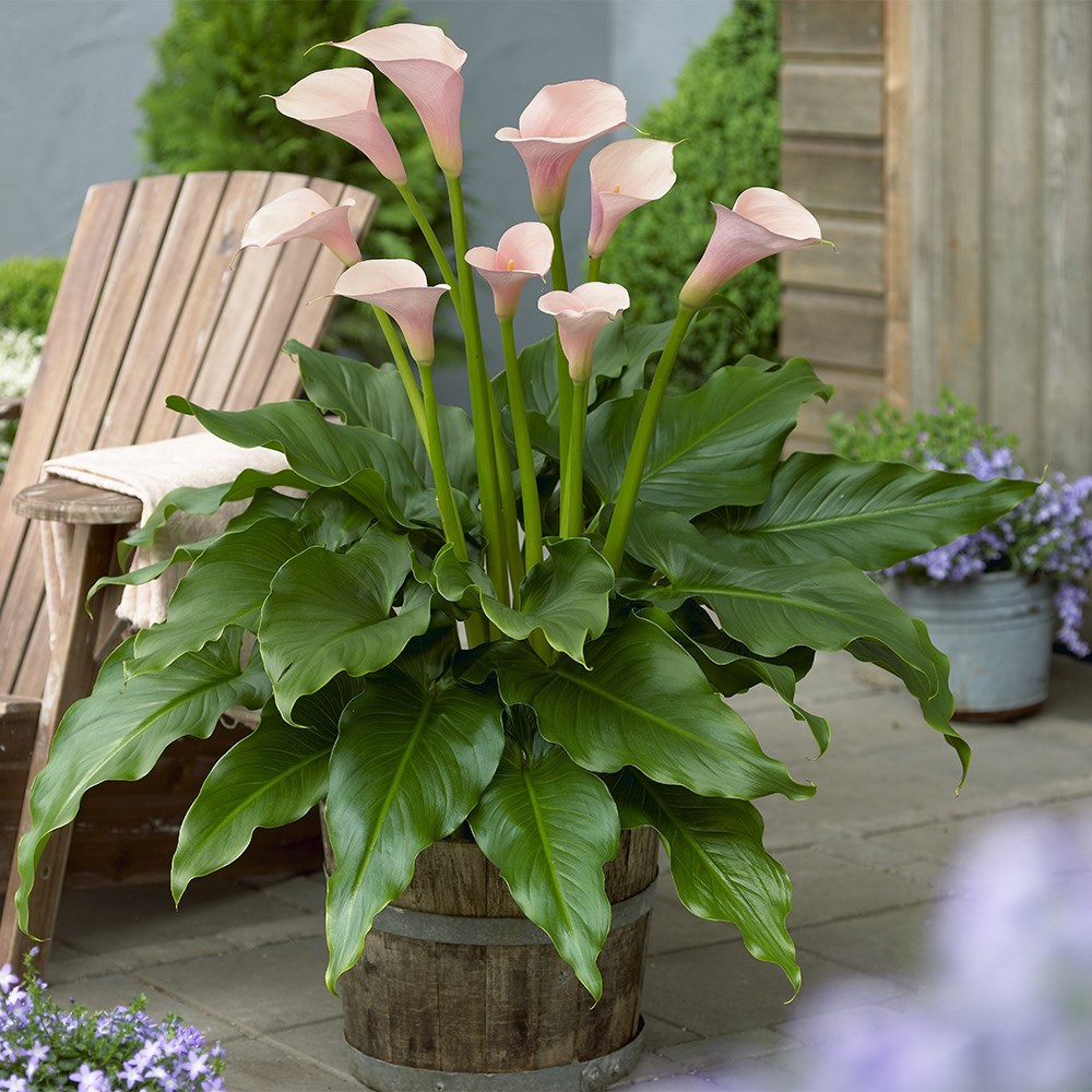 <i>Zantedeschia aethiopica</i> 'Flamingo' (PBR)