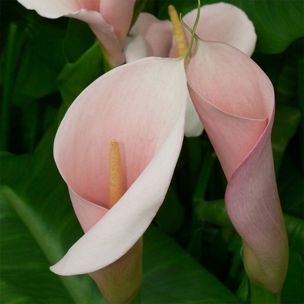 <i>Zantedeschia aethiopica</i> 'Flamingo' (PBR)