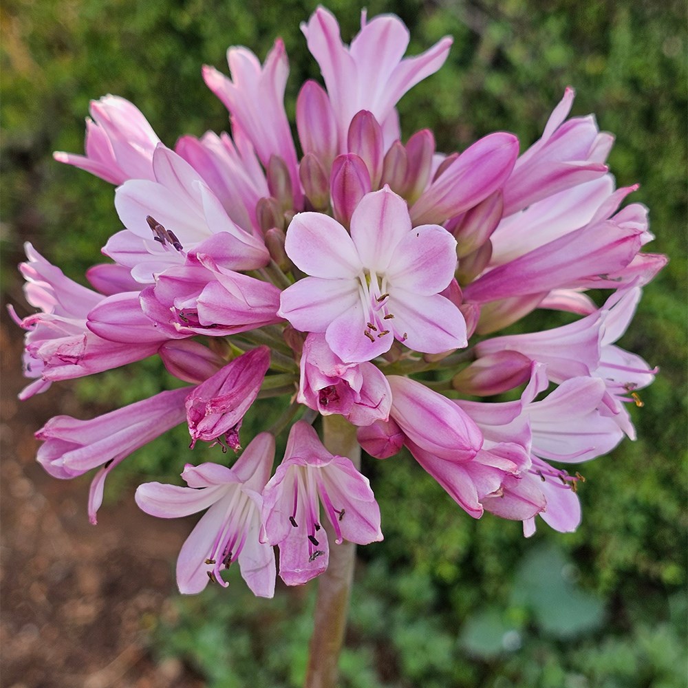 <i>Agapanthus</i> <b class=small-caps>Poppin' Pink</b> ('2020/07') (PBR)
