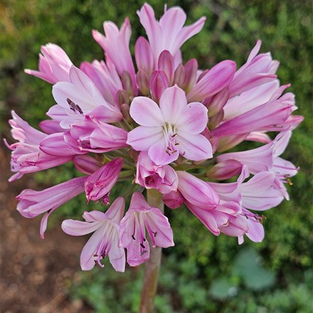 Agapanthus Poppin' Pink ('2020/07') (PBR)