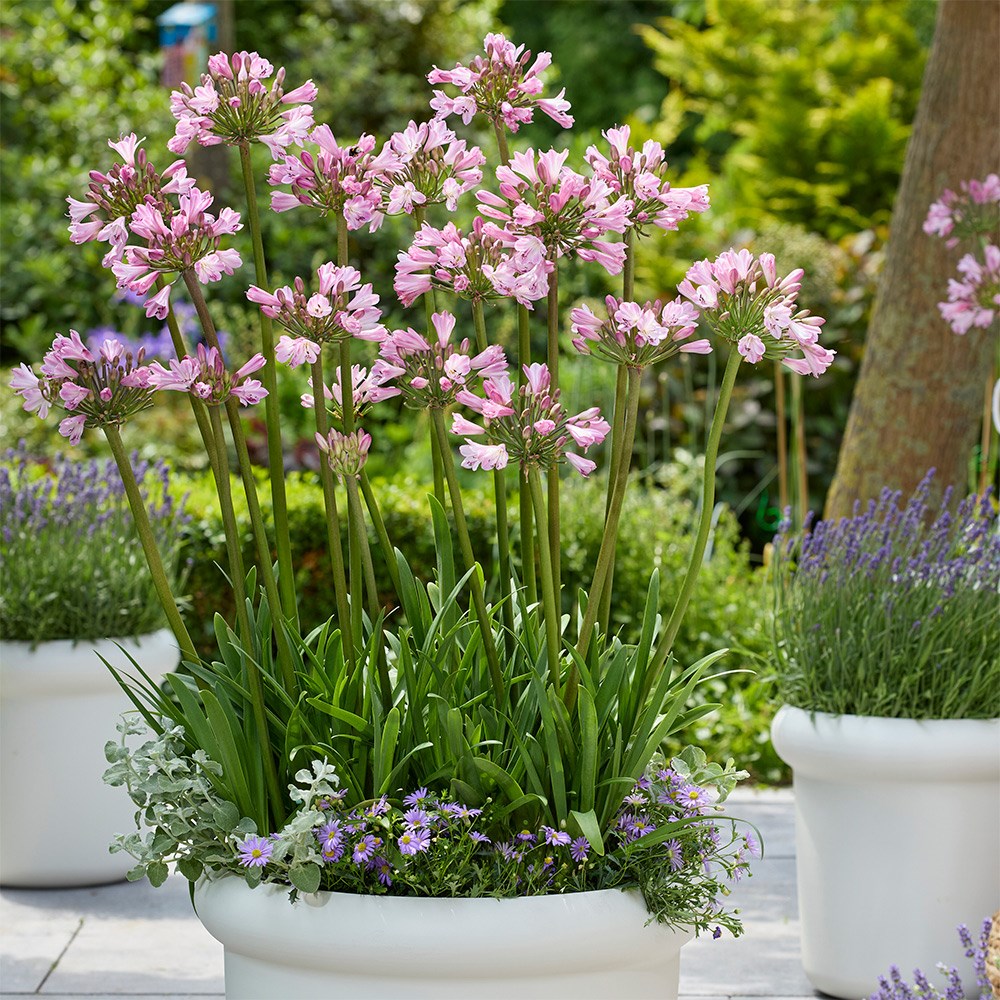 <i>Agapanthus</i> <b class=small-caps>Poppin' Pink</b> ('2020/07') (PBR)