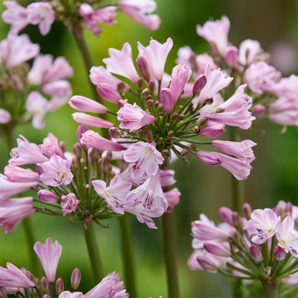 <i>Agapanthus</i> <b class=small-caps>Poppin' Pink</b> ('2020/07') (PBR)