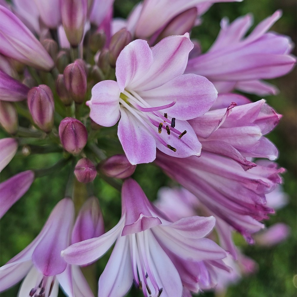 <i>Agapanthus</i> <b class=small-caps>Poppin' Pink</b> ('2020/07') (PBR)