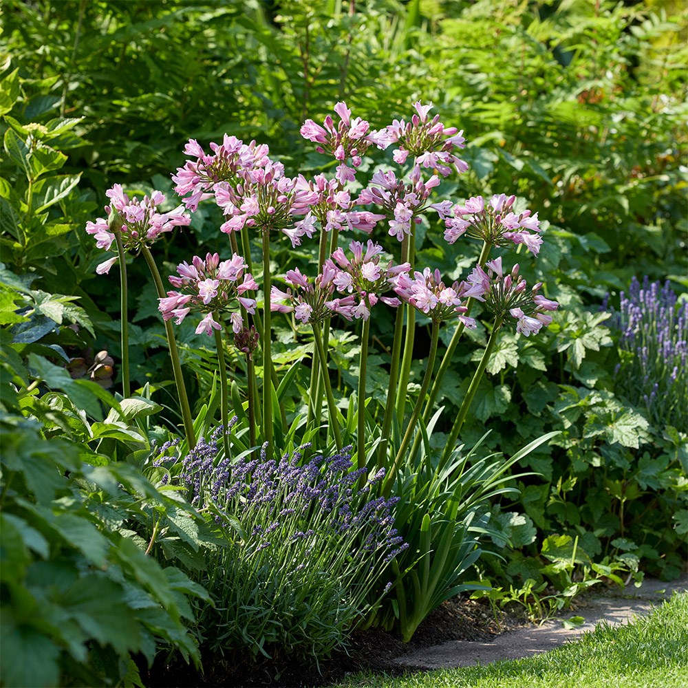 <i>Agapanthus</i> <b class=small-caps>Poppin' Pink</b> ('2020/07') (PBR)