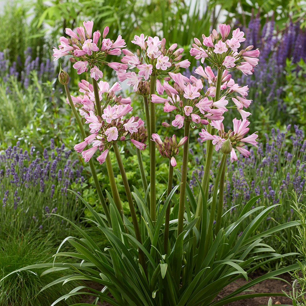 <i>Agapanthus</i> <b class=small-caps>Poppin' Pink</b> ('2020/07') (PBR)