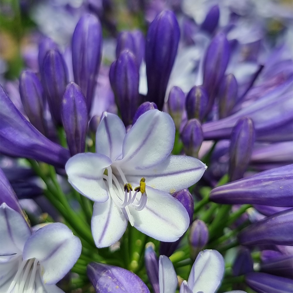 <i>Agapanthus</i> <b class=small-caps>Midnight Moon</b> ('DWHYB20') (PBR)