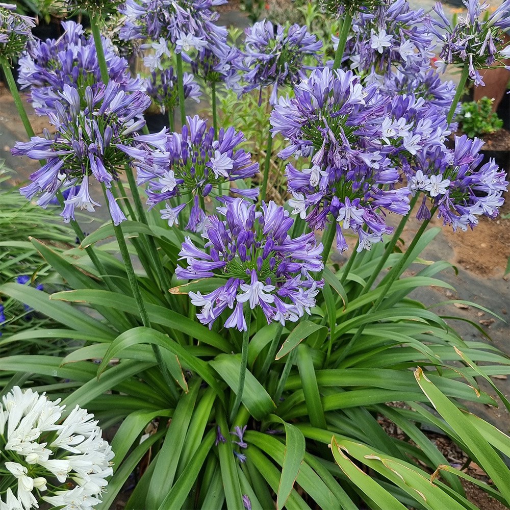 <i>Agapanthus</i> <b class=small-caps>Midnight Moon</b> ('DWHYB20') (PBR)